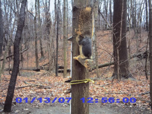 Look at this Squirrel - Ohio Small Game Hunting