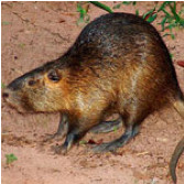 These 20-lb. river-dwelling rats are the latest in line to die in the ...