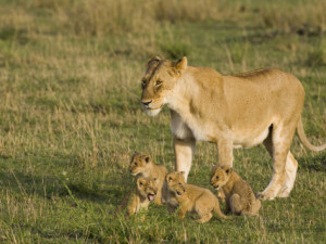 African Lion Cubs with Mother