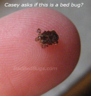 Bad Bed Bugs