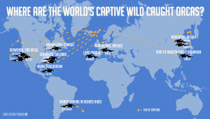 Where Are the World’s Wild Caught Orca Whales Imprisoned?