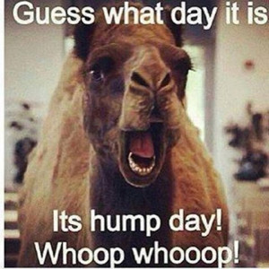 wednesday hump day hump ahead hump day pictures happy hump