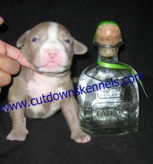 Xxl Pitbull Blue Pitbulls
