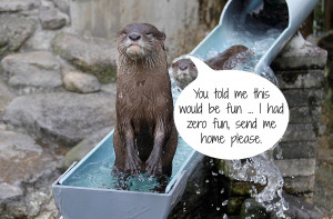 Here’s What Zoo Animals Have to Say About Life in a Cage - Lake ...
