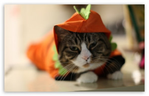 Description : funny halloween cat,funny happy birthday sayings for ...