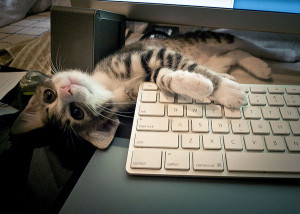 cute rescue tabby kitten lounges by computer keyboard
