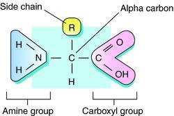 Threonine Amino Acid Structure