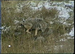 Homemade Coyote Snare Trap