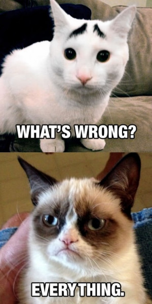 Eyebrow cat wants to know what's wrong? Grumpy Cat gives her usually ...