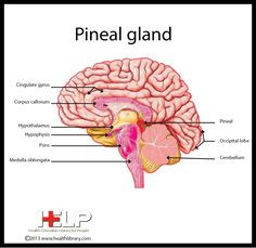 Pineal Gland More