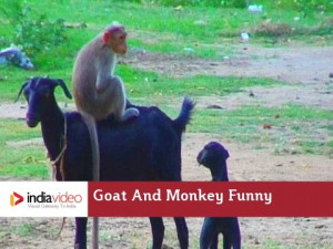 Monkey rides a goat