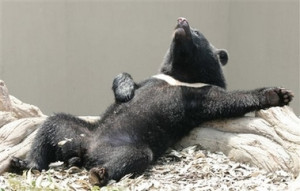 Funny black bear
