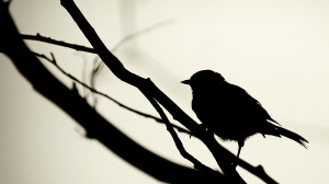 bird landscape wallpaper photography silhouette pictures 1920x1080