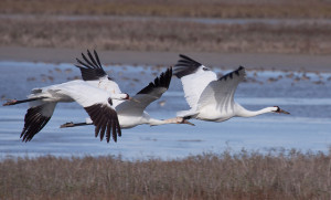 Whooping Crane Slideshow Black And White Birds Which Are Cranes