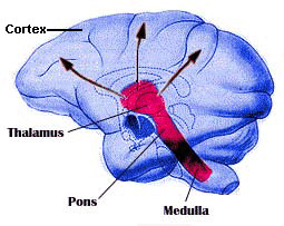 Parts Of The Brain Reticular Formation Of the reticular formation
