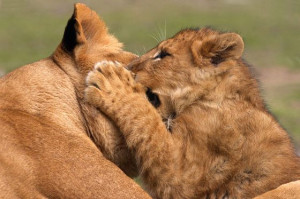 Big Cat Kid Playing With Her