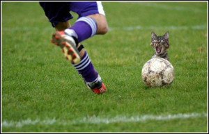 én ugyan kutyabarát vagyok, de az élet bonyolult