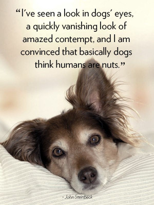 29 #Quotes #About #Dogs To Show You Why They’re Man’s Best Friend