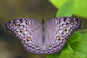 Abrazo Muy Fuerte Desde Madrid