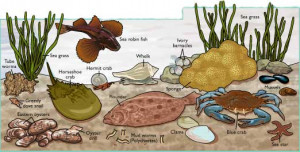 Estuary Animals and Plants
