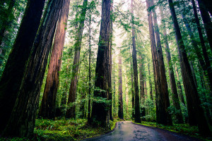 Can Cloning Giant Redwoods Save the Planet?