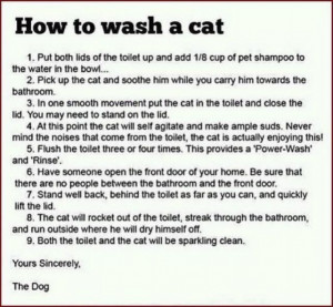 Washing_The_Cat_funny_picture