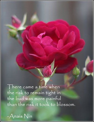 ... the bud was more painful than the risk it took to blossom. ~Anais Nin