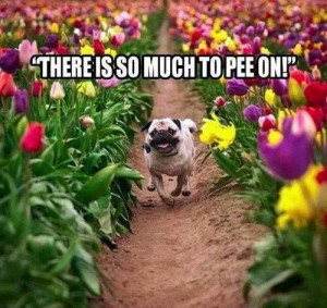 Haha! THIS REMINDS ME OF MY DOG
