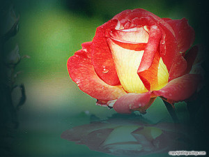 Online Flower Delivery Send