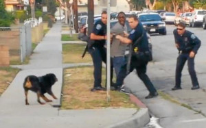 young rottweiler was shot and killed by police on Sunday.