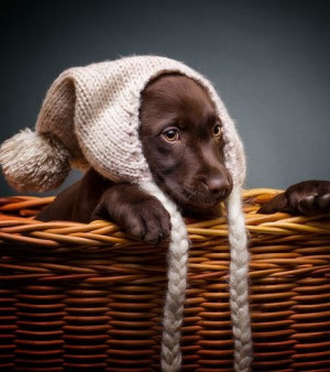 Chocolate Labs and Dog Quotes/Memes