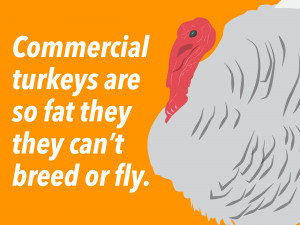 13-sad-sad-facts-about-your-thanksgiving-turkey.jpg