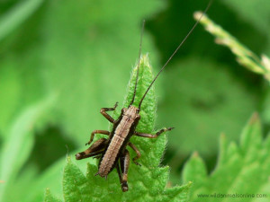 Cricket Insect