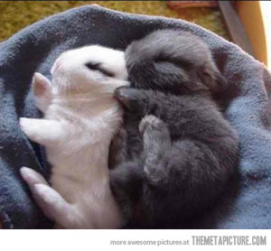 Funny photos funny rabbits sleeping together cute