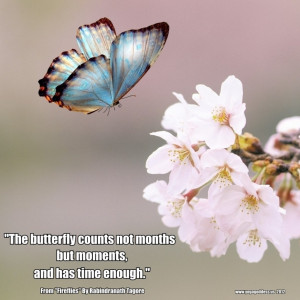Beautiful Butterfly Quotes And Sayings About Happiness: Flower Quotes ...