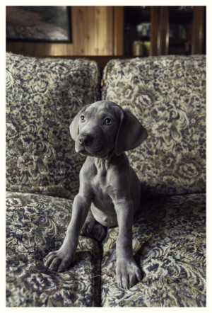 dog animals puppy weimaraner