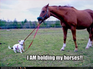 Funny Horse Riding Quotes