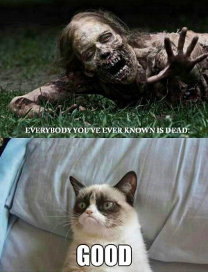 Angry Cat memes very funny 2013 funny