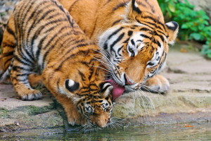 Tigers And People Enjoying In Water