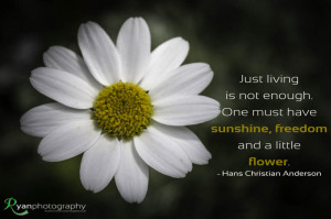 ... is not enough… one must have sunshine, freedom, and a little flower