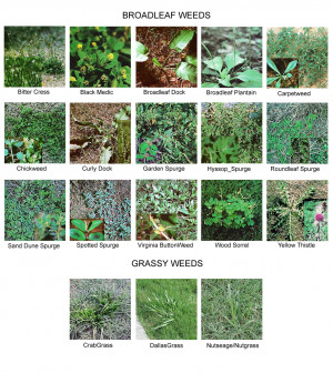 Lawn Weed Identification Chart