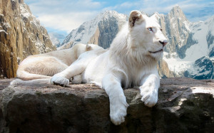 Beautiful White Lion Desktop HD Wallpapers