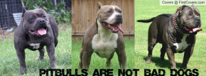 pitbulls_are_not_bad_dogs-707453.jpg?i
