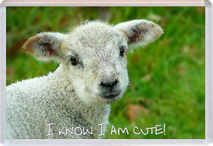 Details about Lamb/Sheep - Cute Quote - Jumbo Fridge Magnet - Gift ...