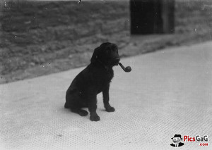 Black Dog Funny Smoking