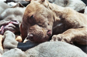 The photo-taker, who asked to remain anonymous, tells Westword the ...