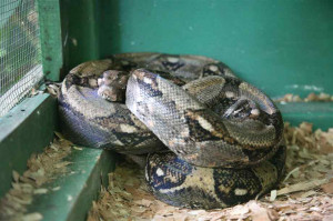 Pictures Of Boa Constrictors picture