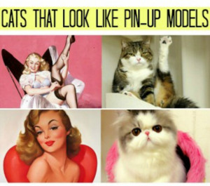 leave you with your laugh of the week. Cats that look like pin-up ...
