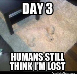 Funny dog meme picture of a puppy who blends in with the carpet.