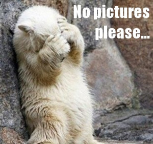 Related Pictures polar bear cubs funny 11 polar bear cubs funny 12